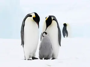 10 Adorable Penguins To Brighten Your Day