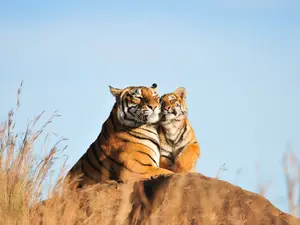 10 Adorable Videos Of Baby Animals And Their Moms