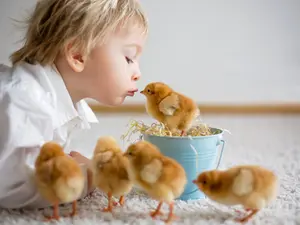 10 Of The Cutest Farm Animal Photos You've Ever Seen