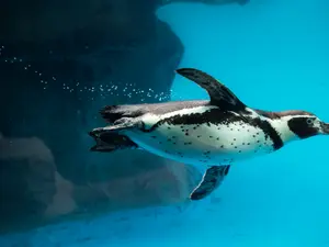 10 Penguin Facts That Will Melt Your Heart