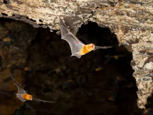 60 Dead In Congo - Mystery Illness After Kids Eat Bat