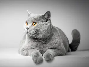 8 Surprising Facts About Cats