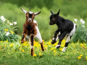  8 Unbelievably Cute Baby Animals You Can't Miss!