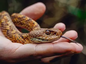 The Alabama Snake Preacher's Murder Attempt