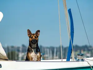 This Dog Fell Into The Ocean... And Found His Way Home