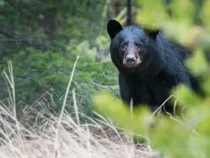 'Injured Hiker' Call Leads Police To Body, Stolen ID, And A Fugitive's Trail