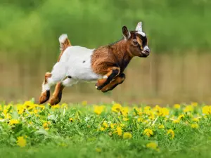 Baby Goat Saved From Grim Fate