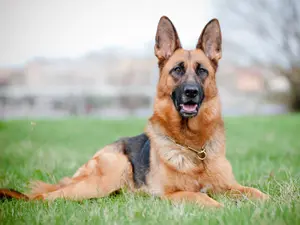 Biden's Dog Wreaking White House Havoc