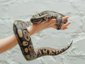 Caught On Camera: Snake-Wielding Crew Hits Tennessee Gas Station