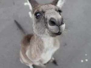 Colorado Cops Chase Kangaroo - Again
