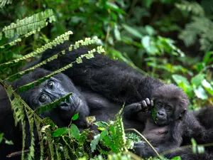 Critically Endangered Gorilla Born In London