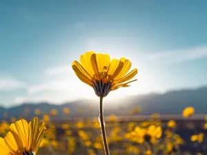 Nature Throws A Suprise Party In Death Valley