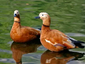 Trump Jr. Caught In Italian Hunting Scandal