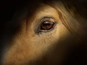 Firefighters Rescue Horse From Sinkhole