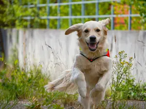 Flunked Police Dog Becomes Earthquake Hero