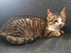 Horror: Ohio Woman Kills And Eats Cat