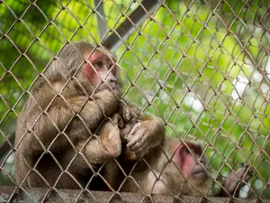 How Crime Is Killing Wildlife