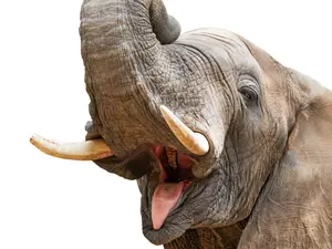 How One Elephant Became A Toddler's Hero