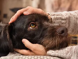 8 Signs Your Dog Loves You