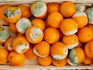 How To Protect Your Health After A Food Recall