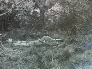 'Lady Of The Dunes' Murder Case Ends After Decades Of Mystery