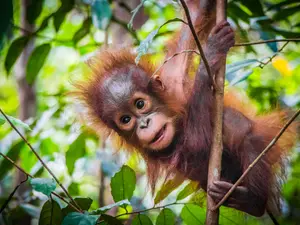 Maury Delivers Wild Paternity Results At Denver Zoo