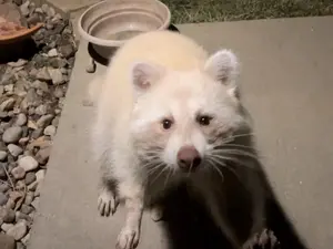 Meet Blondie: Iowa's Extraordinary Blonde Raccoon
