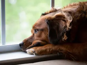 Mom Accused Of Burning Family Dogs As Kids Watched