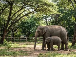 National Zoo Welcomes First Baby Elephant In 25 Years