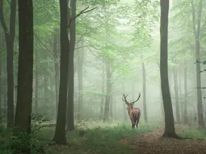 Nature's 8 Deadliest Mammals