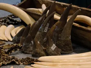 NY Antiques Dealer Arrested In Wildlife Smuggling Bust