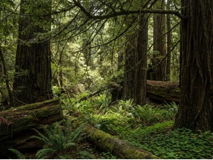 Rare Forest Carnivore Photographed in Northern California