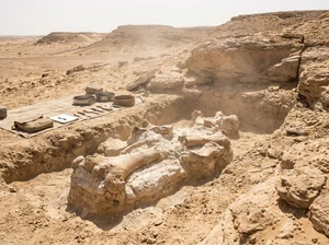 Scientists Discover T. Rex-Sized Dinosaur in Sahara