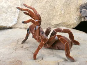 Shocking Study Reveals Spiders Could Eat Us All In One Year