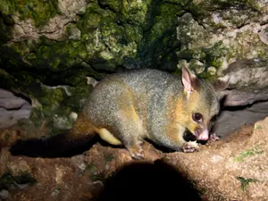 Sydney's Possums Outsmart Traffic To Avoid Becoming Roadkill