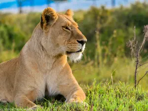 Teen Killed by Lioness at Zoo