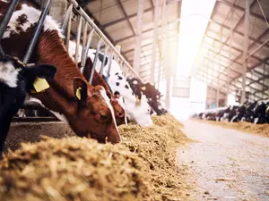 The 78,000 Cattle That Never Existed