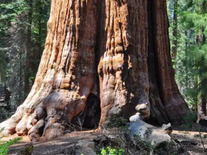 The Earth's Tallest Trees