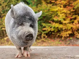 The Heartwarming Story Of A Runaway Pig Named Kevin Bacon