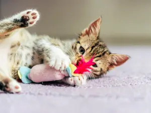 The Ultimate Guide To Entertaining Your Indoor Feline Friend