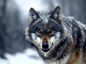 Top 5 Most Deadly Pets