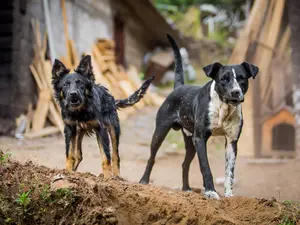 Mother Mauled To Death By Daughter's 47 Dogs