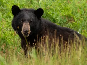 Ukrainian Bear Finds Scottish Safe Haven