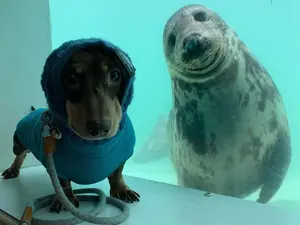 Unexpected Bonds: Heartwarming Animal Friendships