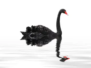 What Are Black Swan Events, And Could One Happen In 2025?