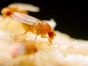 How Do You Get Rid Of Fruit Flies?