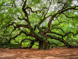 Why 400,000 People Visit This Oak Tree Every Year