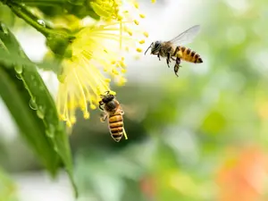 Why Bee Populations Are Creating A Lot Of Buzz