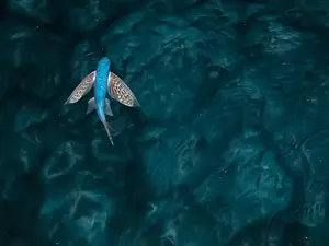 Why Do Fish Fly? The Astonishing Truth About Flying Fish Revealed!