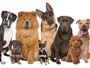  Most Popular Dogs Broken Down By State
